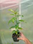 Plantas tropicais araças, pitangas, goiabas...