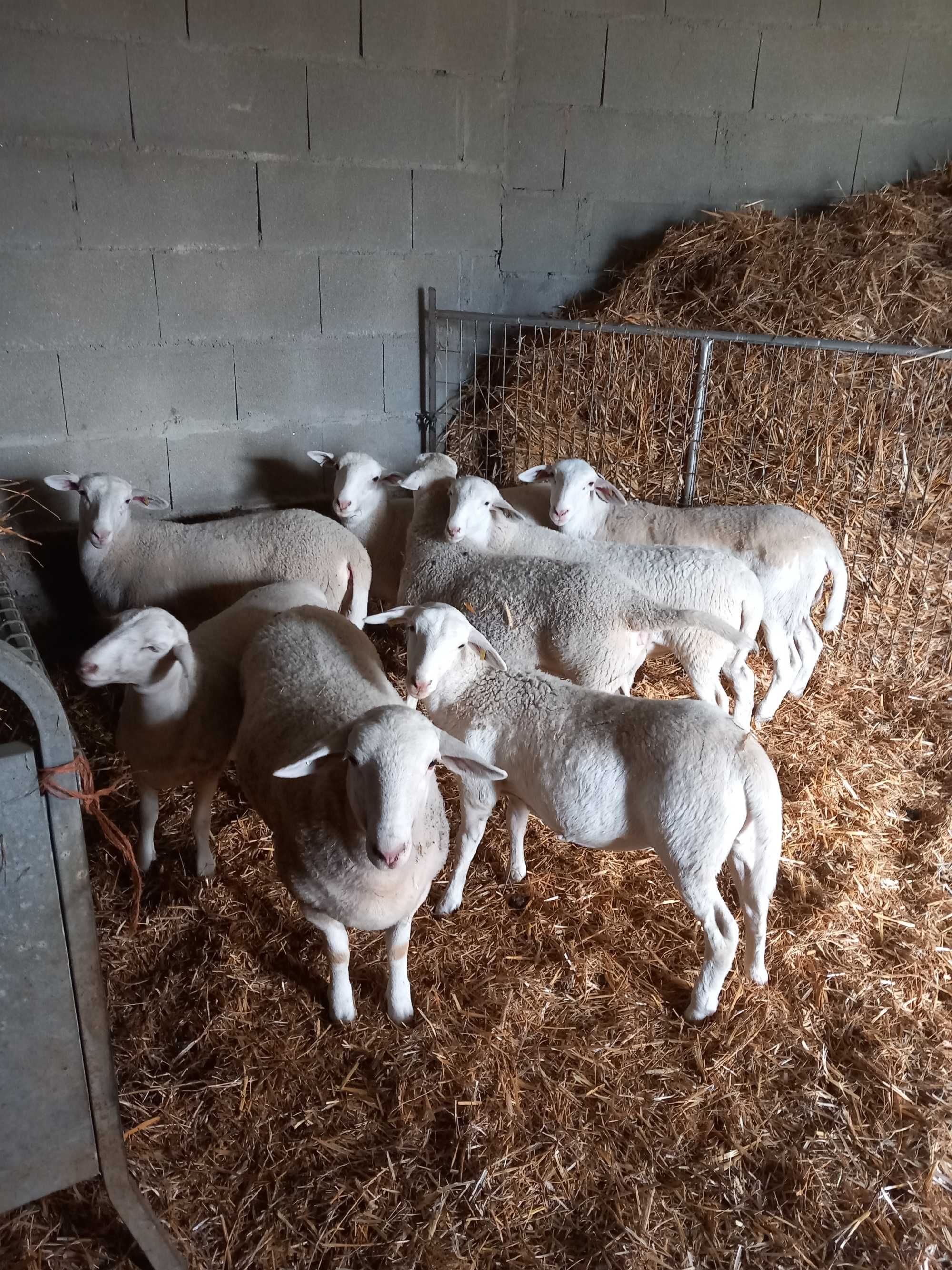 Ovinos das Raças,  Berouchon du Cher, e Dorper Branco