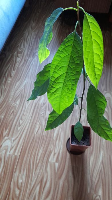 Avocado w doniczce wys-78cm-20zl