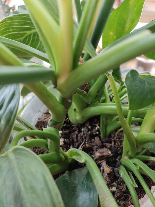 Філодендрон Біркін