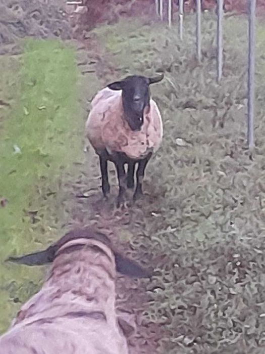 Casal Ovelhas Suffolk, a ovelha está prenha