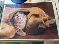 Puzzle 500 elementów Pies z kotem