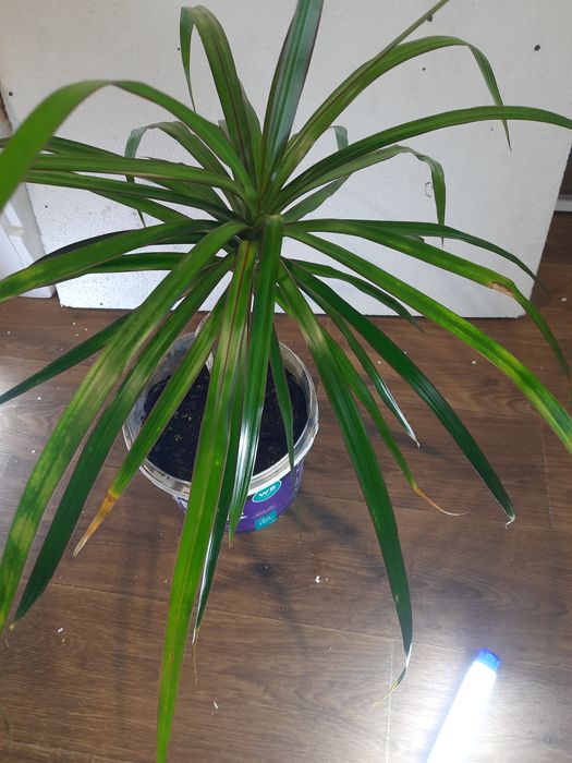 Драцена пальма комнатная