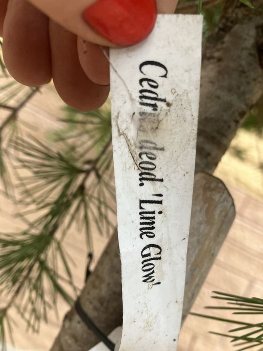 Кедр на штамбі сорт Lime Glow