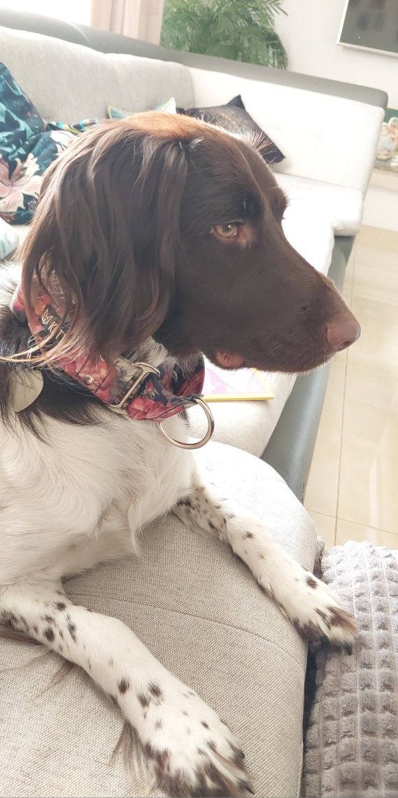 Domowy hotel dla psów Sofi/opieka nad psem/ petsitter