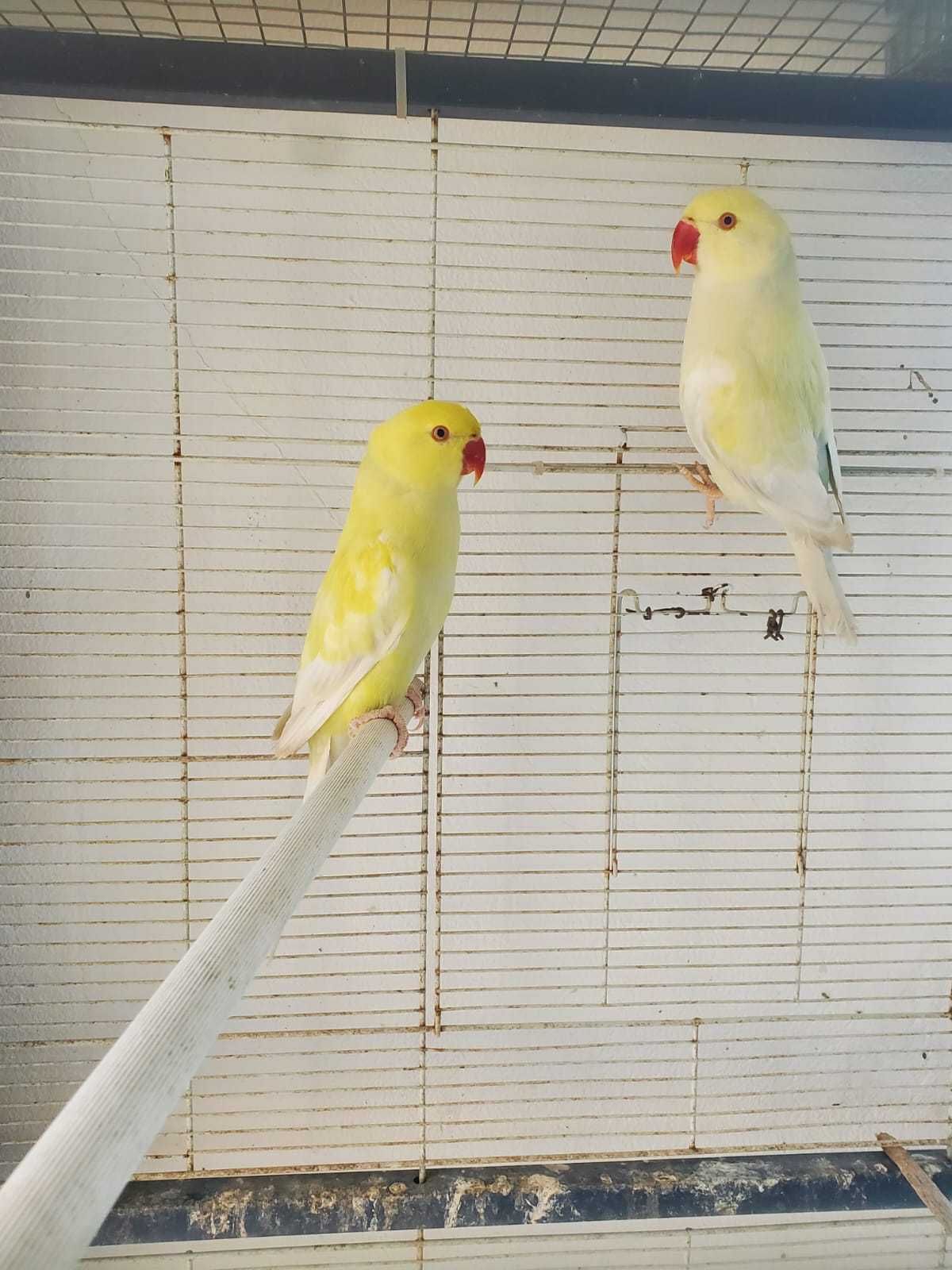 Ringneck muito bonitos casail já feito pronto a criar!