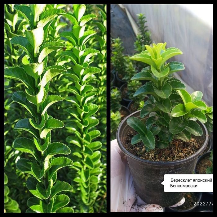 Тамарикс или бисерник