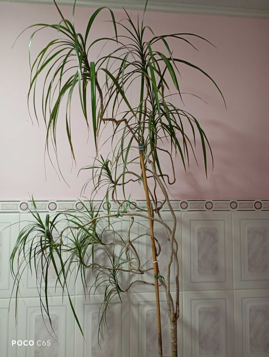 Драцена Маргіната,"Кітайська троянда,фікус Беліз,"золотий вус та інші