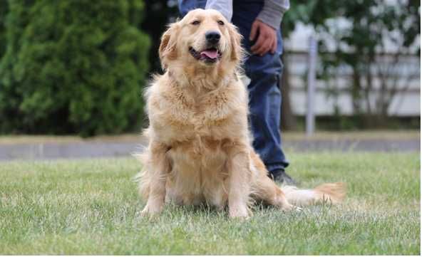 Golden Retriever szczeniak piesek