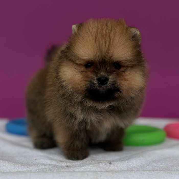 хлопчик тип ведмедика шоу классу