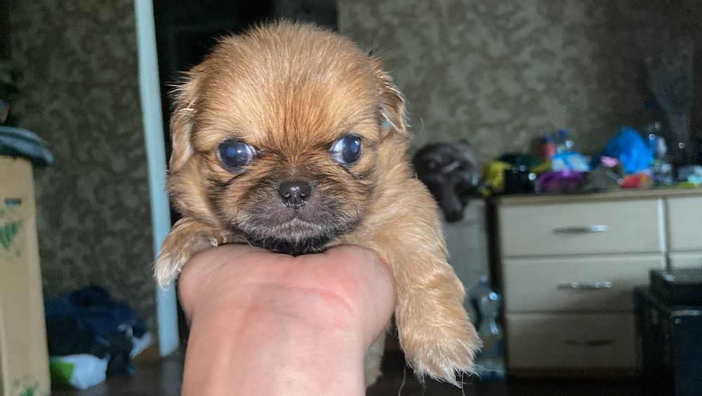 Продам чудових пікінесиків