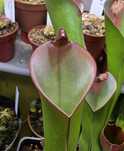 heliamphora purpurascens - wistuba - rośliny owadożerne