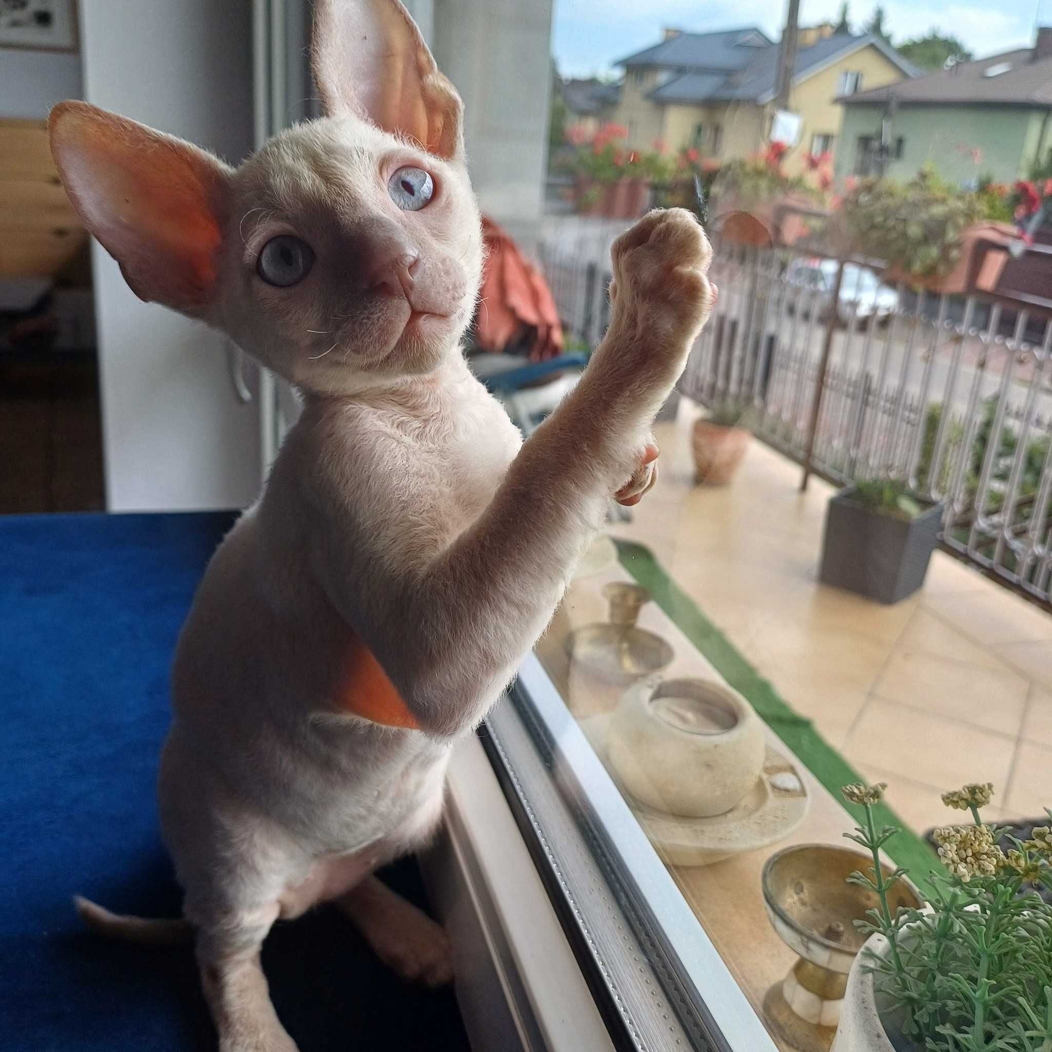 Kot  Cornish Rex