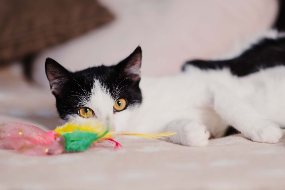 4 miesięczny Jaś i Staś szukają domu razem lub osobno!