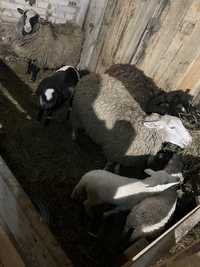 Owieczki z jagnietami