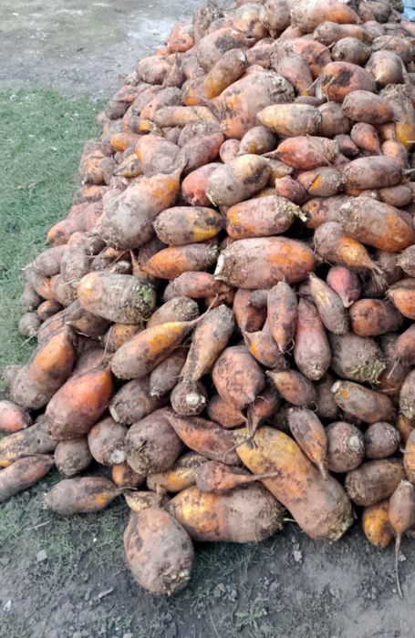 Продам кормовий бурак
