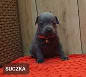 Staffordshire bull Terrier -Staffik- SUCZKA - Błękitna