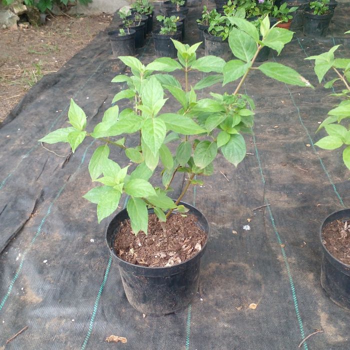 Гортензия крупнолистная в наличии