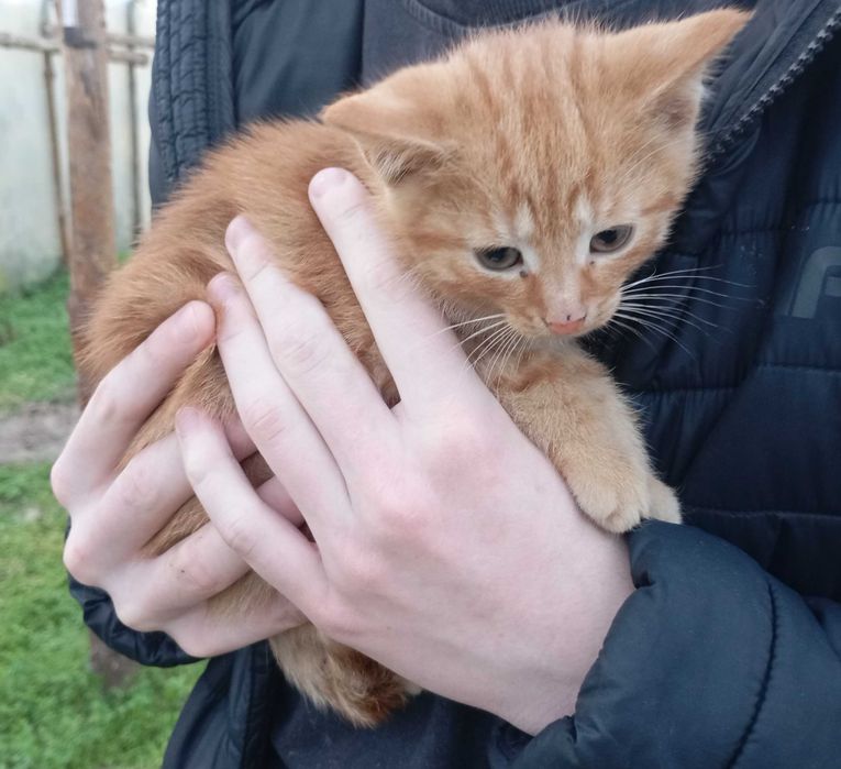 Milutkie kociaczki czekają na przytulenie :)