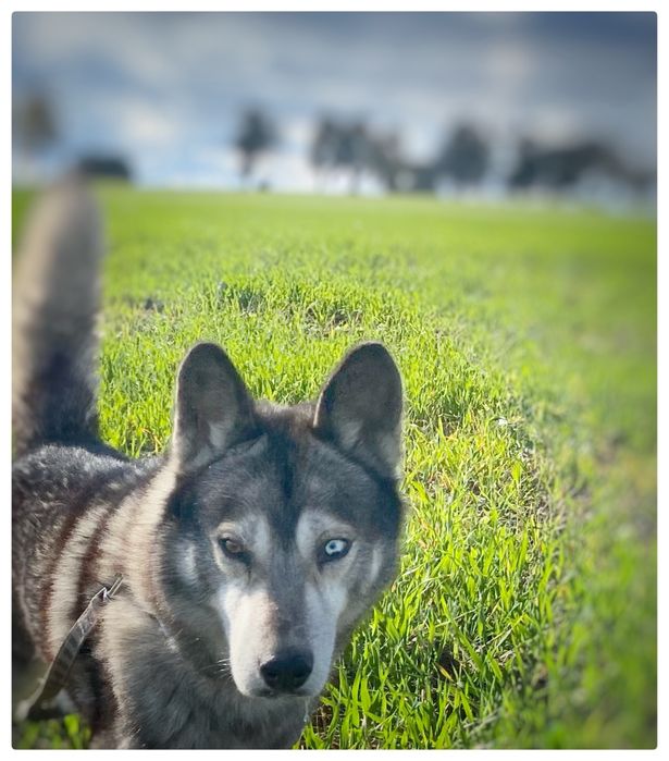 Husky - Lumen - pies do adipcji