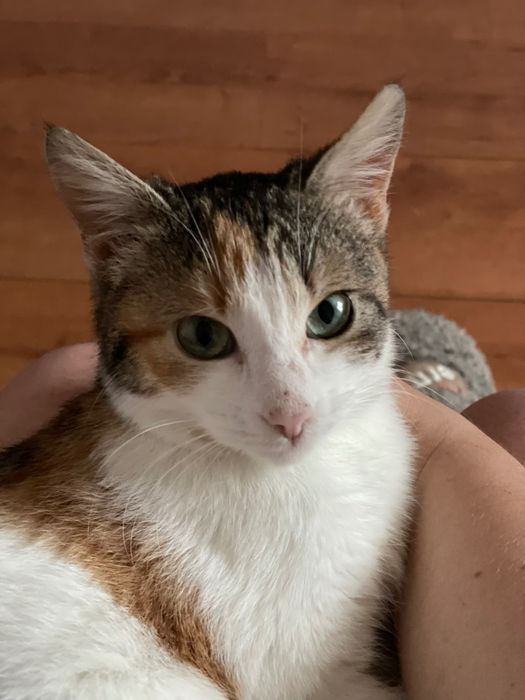 Віддам дуже лагідне кошеня (дівчинка)