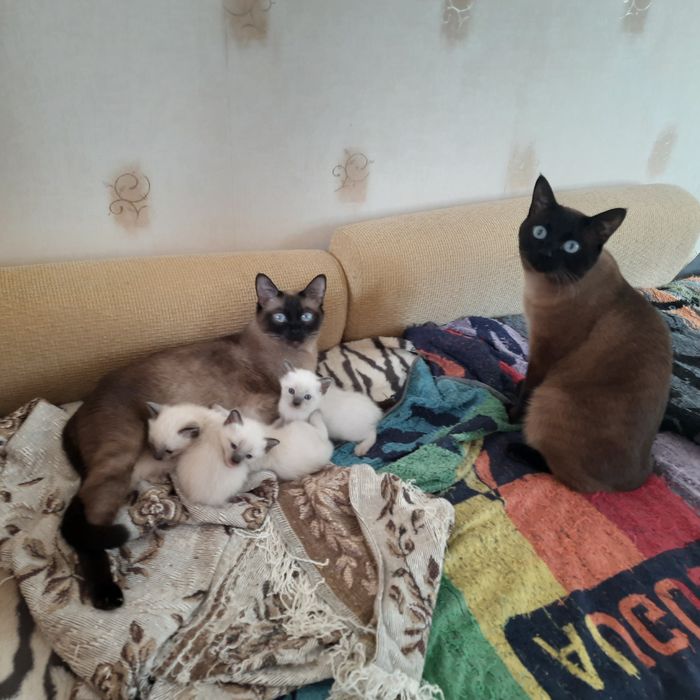 Тайские (старосиамские) красавчики