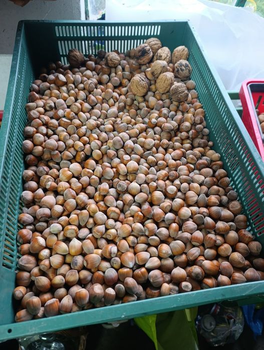 Sprzedam orzechy laskowe