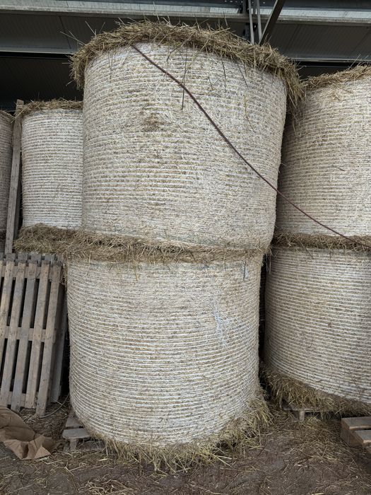 Feno/palha de azevem