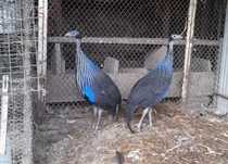 Casal de vulturinas,aves da familia das fracas, galinha de angola