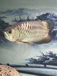 Arowana golden ( malaysia )