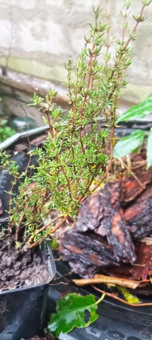 Чебрець, тим'ян пряні рослини