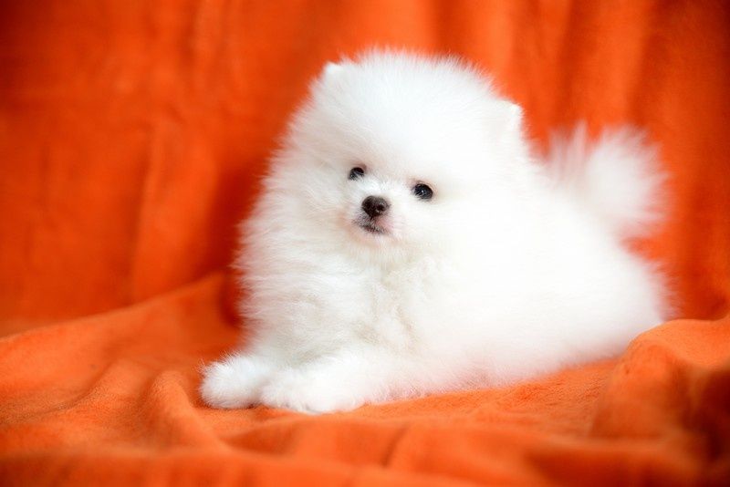 Pomeranian chłopak jasny krem