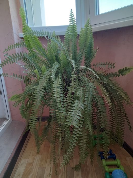 Цветы комнатные домашние срочная продажа