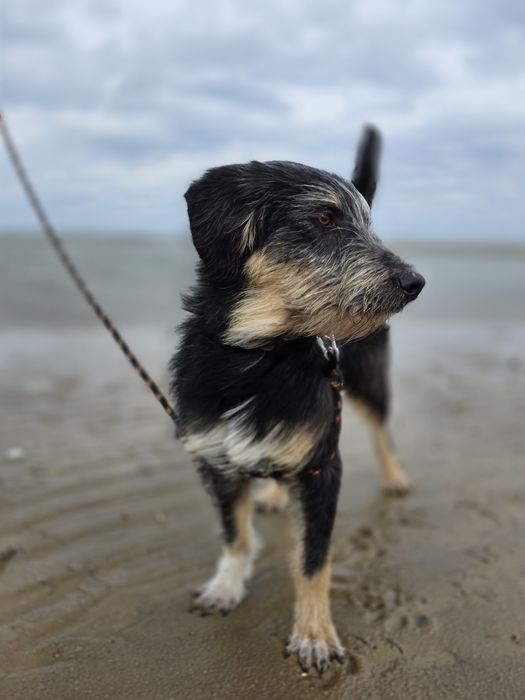 Czy bedzie musiał trafić do schroniska? 3 dom go porzucił