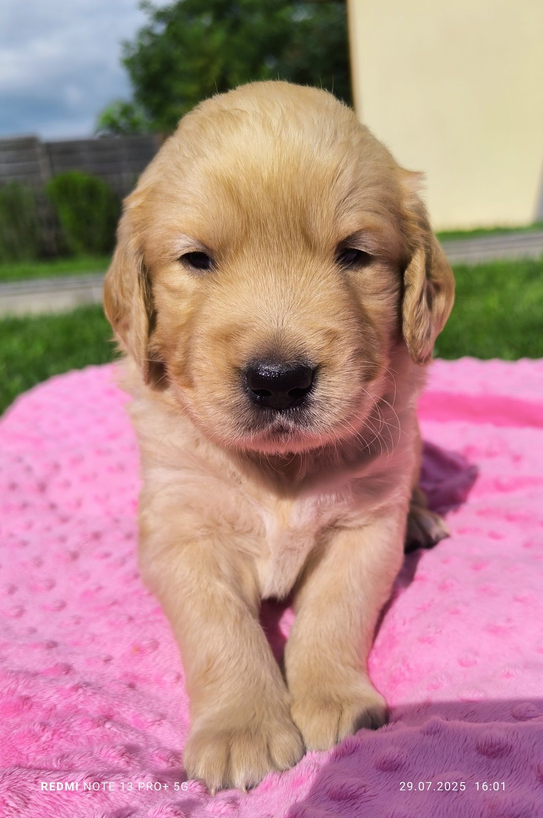 Złoty Chłopczyk Golden Retriever