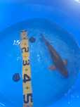 Koi Chagoi Ginrin