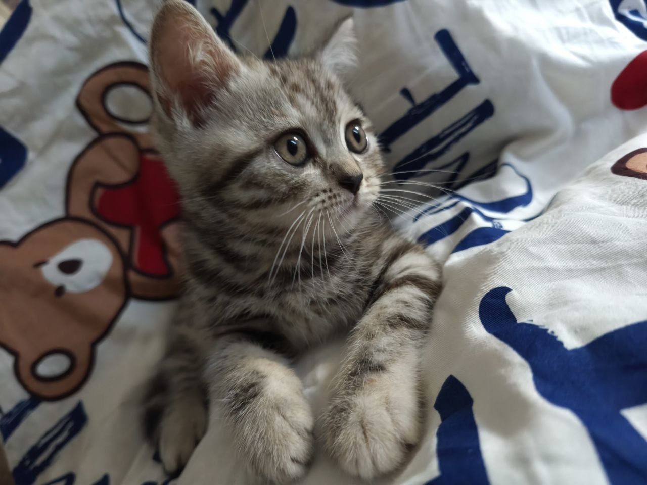 Красивий шотландский прямоухий котенок девочка