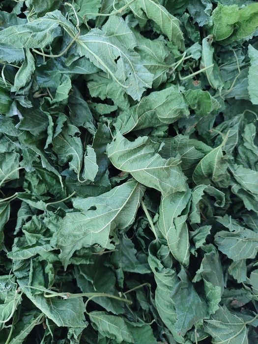 Продам Листя  малини та листя шовковиці чорної сушене