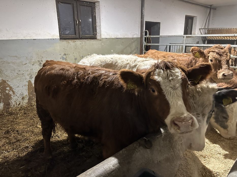 Jalowki miesne 370kg  - 5sztuk