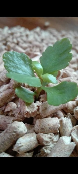 Pellet drzewny z sosny