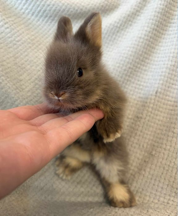 Królik miniaturka , króliki mini lopki karzełki tedi