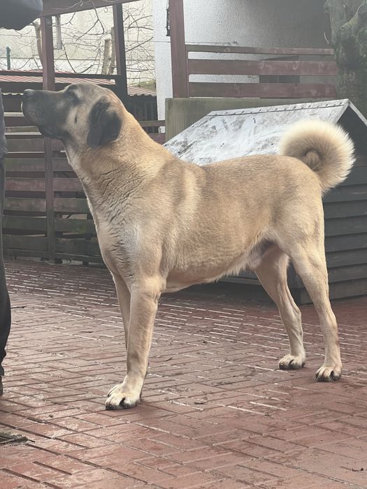 Kangal turecki z rodowodem FCI i uprawnieniami hodowlanymi