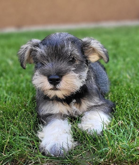 Sznaucer miniaturowy