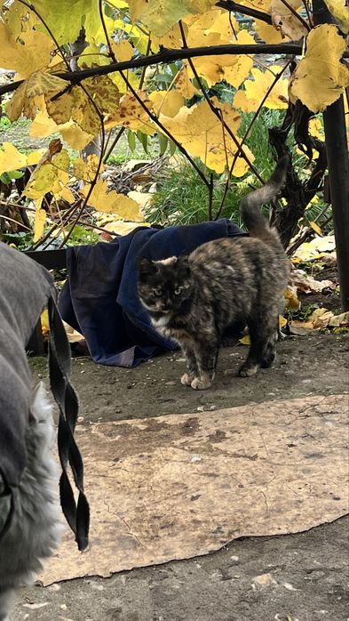 Кошеня дівчинка заберіть будь ласка