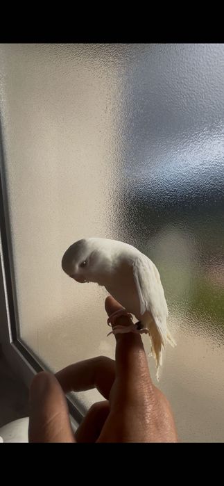 Piriquitos ingleses domesticados