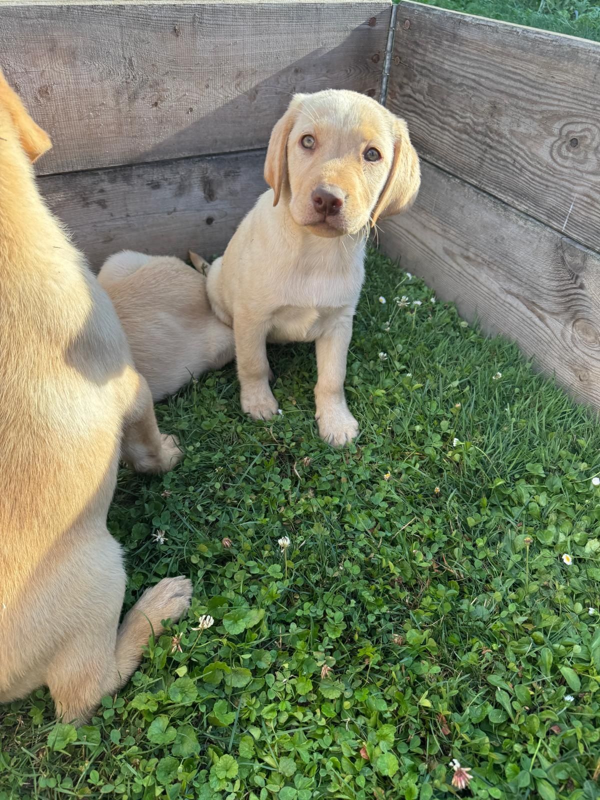 Labrador retriever szczeniak