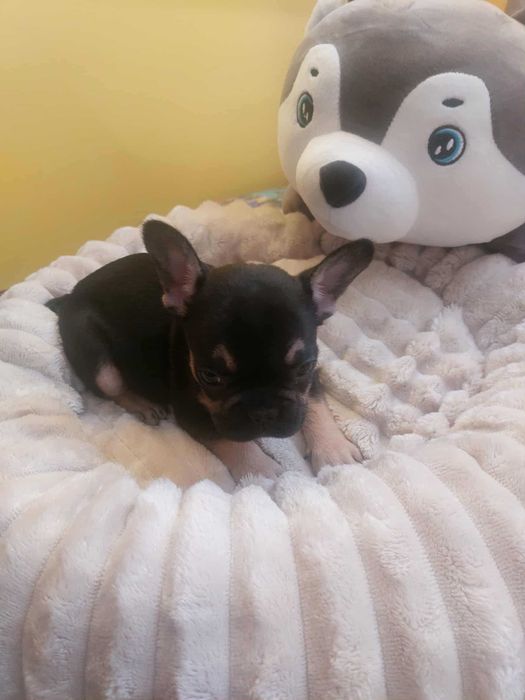 Suczki buldog francuski