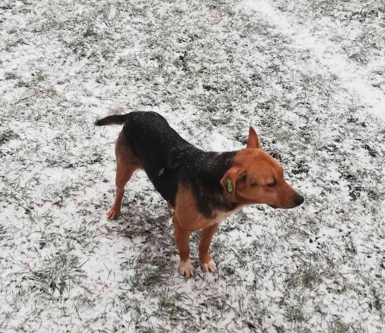 Прилаштовуються собачки