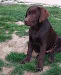Labrador Retriever PIESEK