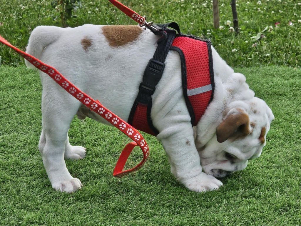 Buldog angielski chlopiec Oreo Fci